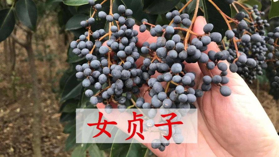女贞子的功效与作用吃法,女贞子功效与作用及禁忌功效与作用的功效的功效与作用-女贞子的功效与作用吃法,女贞子功效与作用及禁忌功效与作用的功效的图片样子