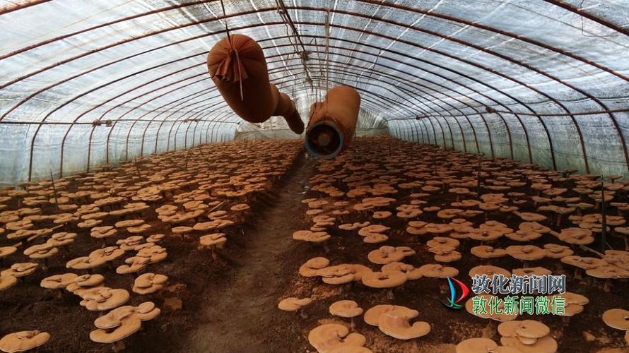 山东灵芝基地在哪里,青岛灵山灵芝基地的功效与作用-山东灵芝基地在哪里,青岛灵山灵芝基地的图片样子