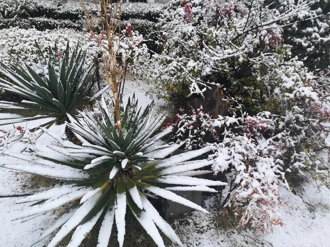 怒江兰坪下雪的功效与作用-怒江兰坪下雪的图片样子