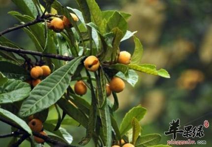枇杷果熬水的功效,枇杷果煮水的功效的功效与作用-枇杷果熬水的功效,枇杷果煮水的功效的图片样子