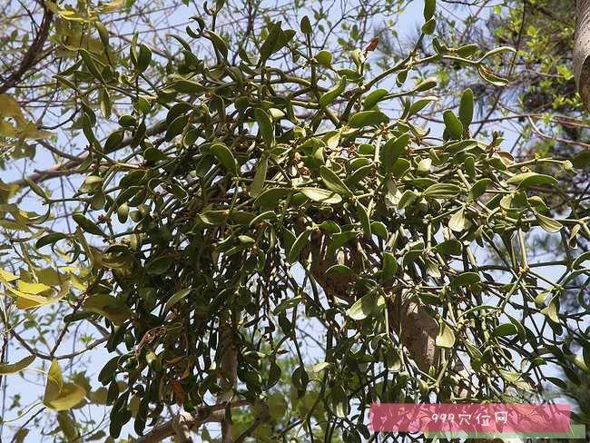 桑寄生每天泡水喝,桑寄生每天泡水喝可以吗的功效与作用-桑寄生每天泡水喝,桑寄生每天泡水喝可以吗的图片样子