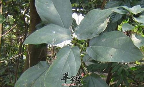 榕须的功效与作用-榕须的图片样子