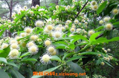 水团花根的功效与作用,细叶水团花的功效与作用的功效与作用-水团花根的功效与作用,细叶水团花的功效与作用的图片样子