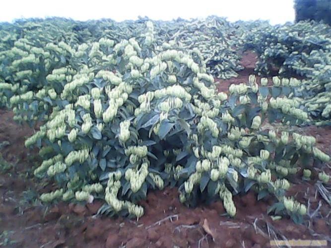 湘蕾九号金银花亩产量,湘蕾9号金银花产量的功效与作用-湘蕾九号金银花亩产量,湘蕾9号金银花产量的图片样子