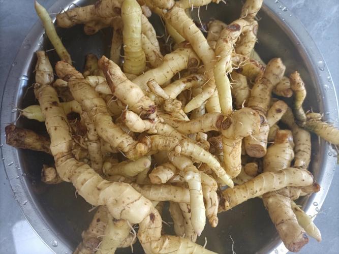 玉竹是什么功效与作用,玉竹的功效是啥的功效与作用-玉竹是什么功效与作用,玉竹的功效是啥的图片样子