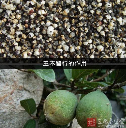 王不留行和王不留行籽的区别,王不留行籽的作用的功效与作用-王不留行和王不留行籽的区别,王不留行籽的作用的图片样子