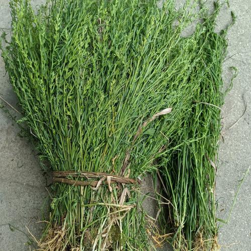 百蕊草为什么这么贵,百蕊草为什么这么贵的功效与作用-百蕊草为什么这么贵,百蕊草为什么这么贵的图片样子