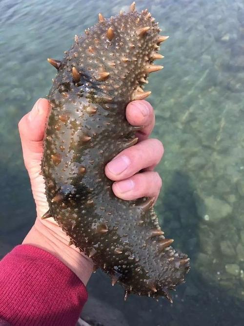 真正的海参多少钱一斤,真正的海参多少钱一斤啊的功效与作用-真正的海参多少钱一斤,真正的海参多少钱一斤啊的图片样子
