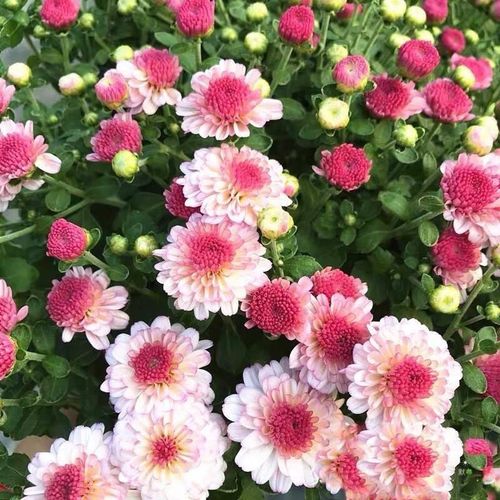 糖果菊花期多长,糖果菊花小花苞多久才能开的功效与作用-糖果菊花期多长,糖果菊花小花苞多久才能开的图片样子