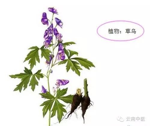 草乌中毒有多痛苦,草乌中毒有什么反应的功效与作用-草乌中毒有多痛苦,草乌中毒有什么反应的图片样子