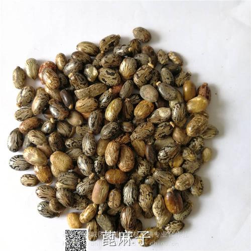 蓖麻子多少钱一吨,蓖麻子现在多少钱一斤哪里收购的功效与作用-蓖麻子多少钱一吨,蓖麻子现在多少钱一斤哪里收购的图片样子
