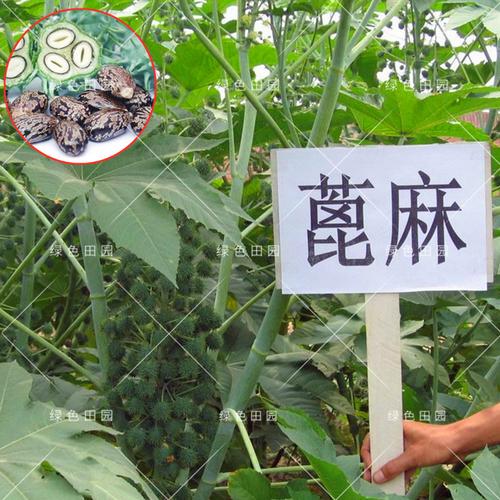 蓖麻子有人收购吗多少钱一斤,蓖麻子收购厂家电话和价格的功效与作用-蓖麻子有人收购吗多少钱一斤,蓖麻子收购厂家电话和价格的图片样子