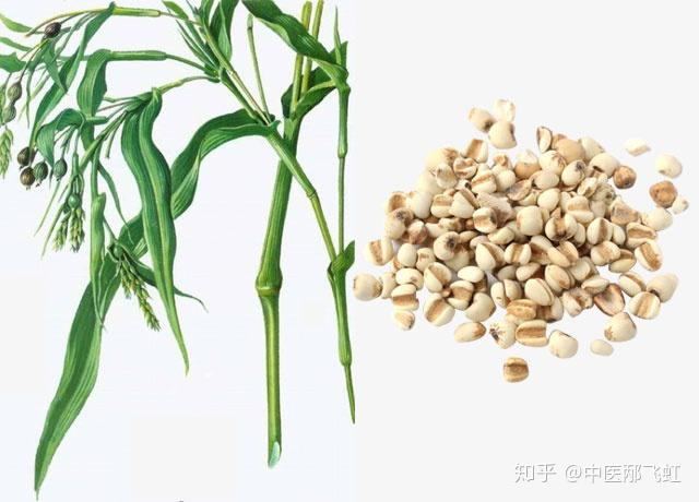 薏苡仁可以泡茶喝吗,薏米仁可以泡茶喝吗的功效与作用-薏苡仁可以泡茶喝吗,薏米仁可以泡茶喝吗的图片样子