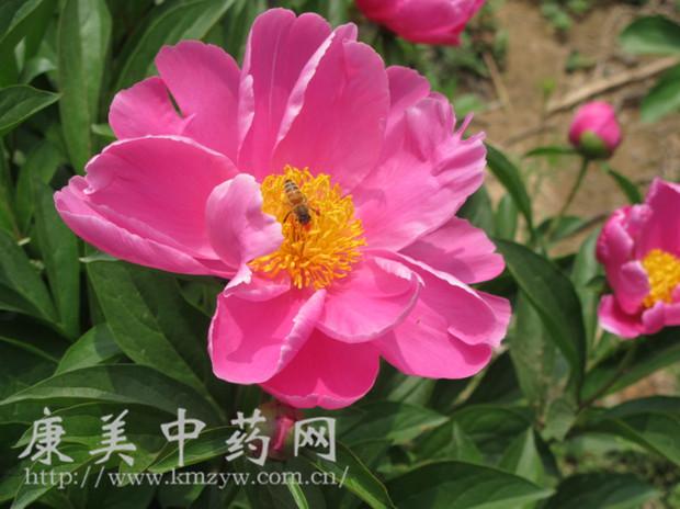 赤芍和白芍是一种药吗,白芍跟赤芍作用一样吗的功效与作用-赤芍和白芍是一种药吗,白芍跟赤芍作用一样吗的图片样子
