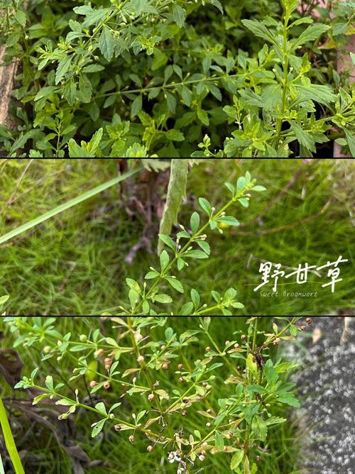野甘草的功效作用是什么,野甘草的功效与作用-野甘草的功效作用是什么,野甘草的图片样子