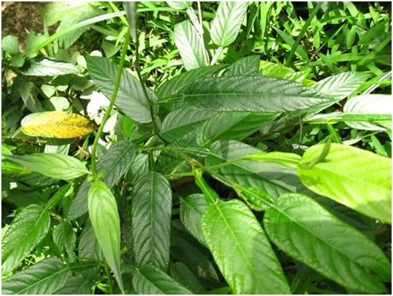 野生葫芦茶的功效与作用-野生葫芦茶的图片样子