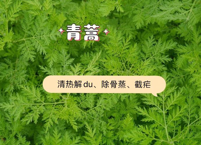 青蒿的功效与作用-青蒿的图片样子