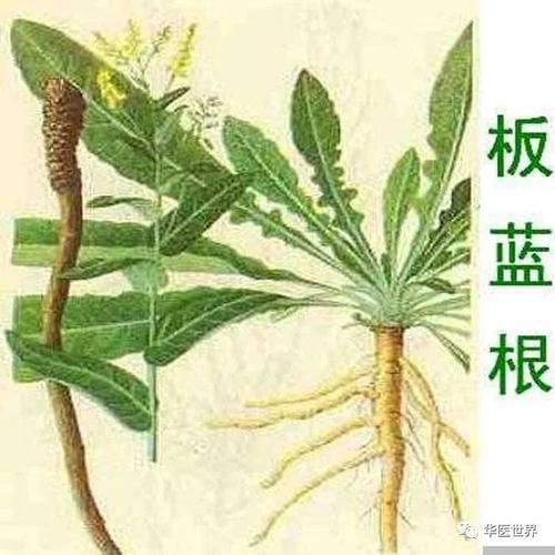 马蹄板蓝根功效与作用,马蹄板蓝根功效与作用禁忌的功效与作用-马蹄板蓝根功效与作用,马蹄板蓝根功效与作用禁忌的图片样子