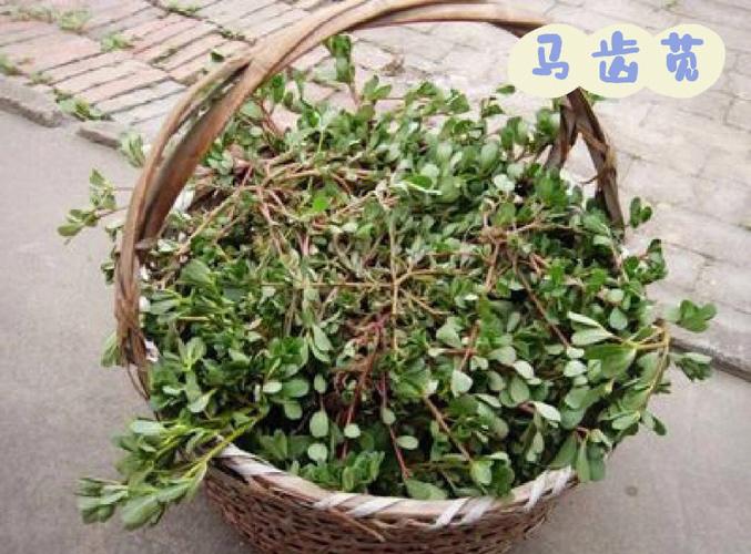 马齿苋泡水喝的功效和作用,新鲜马齿苋泡水喝的功效和作用的功效与作用-马齿苋泡水喝的功效和作用,新鲜马齿苋泡水喝的功效和作用的图片样子