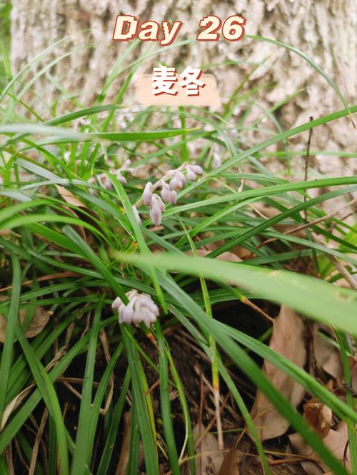 麦冬的果实有什么作用,麦冬的果实有毒吗的功效与作用-麦冬的果实有什么作用,麦冬的果实有毒吗的图片样子