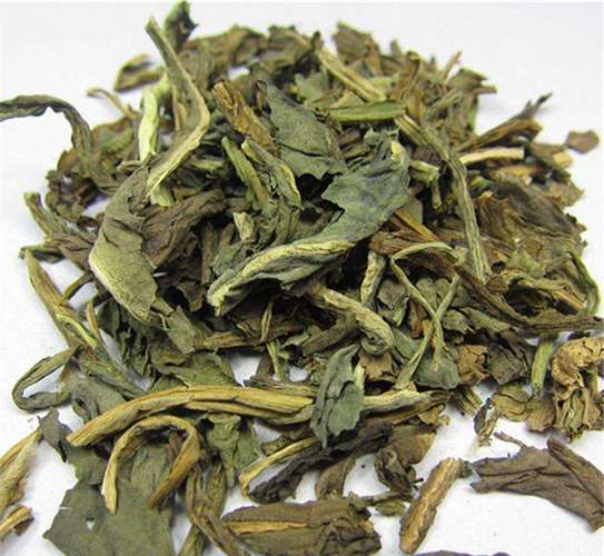 大青叶的功效与作用-大青叶的图片样子