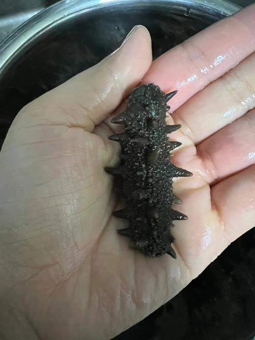 女人一天一个海参好吗,一般买正宗海参几个头的好的功效与作用-女人一天一个海参好吗,一般买正宗海参几个头的好的图片样子
