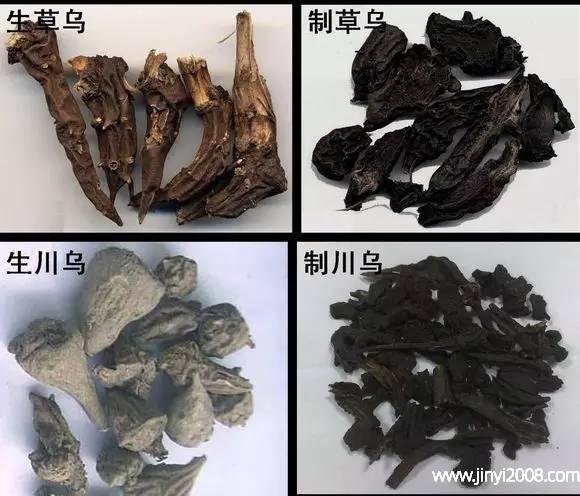 草乌有毒吗,制川乌和制草乌有毒吗的功效与作用-草乌有毒吗,制川乌和制草乌有毒吗的图片样子