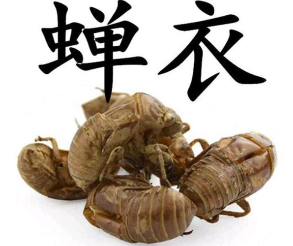 蝉蜕与钩藤结合的作用,蝉蜕钩藤饮治疗小儿夜啼的功效与作用-蝉蜕与钩藤结合的作用,蝉蜕钩藤饮治疗小儿夜啼的图片样子