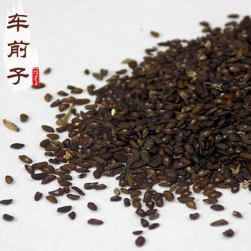 车前子的功效与作用的功效与作用-车前子的功效与作用的图片样子