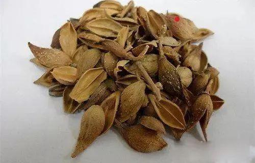 连翘枝和根的功效,连翘和连翘根药用的区别的功效与作用-连翘枝和根的功效,连翘和连翘根药用的区别的图片样子