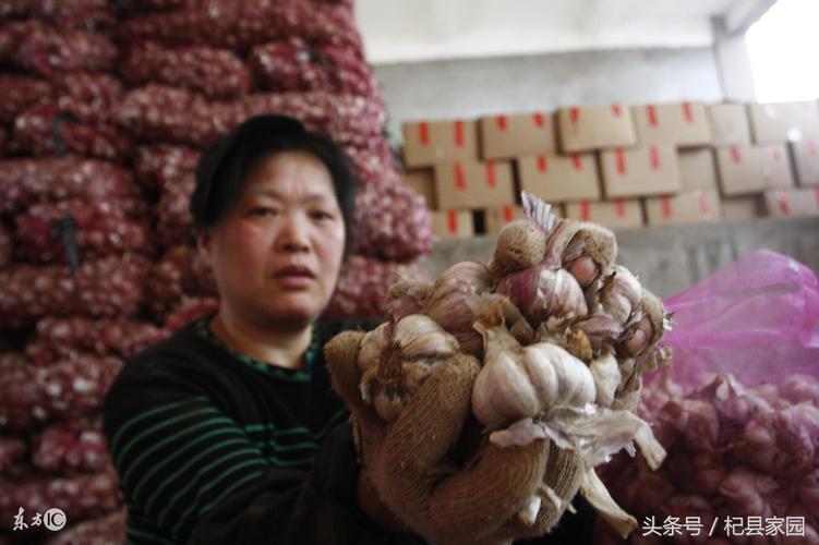 金乡大蒜今日市场行情,金乡大蒜今日市场行情价格的功效与作用-金乡大蒜今日市场行情,金乡大蒜今日市场行情价格的图片样子