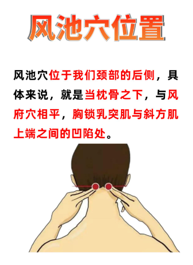 人体自带的 “健康开关”—— 风池穴，你了解多少？