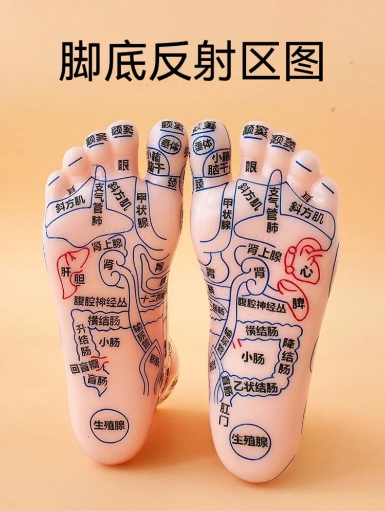 足底反射区.jpg
