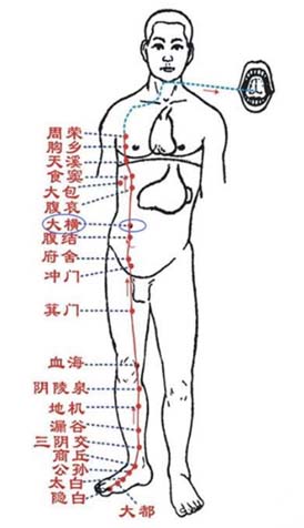 五藏中脾的经络和穴位：公孙穴、血海穴、大横穴