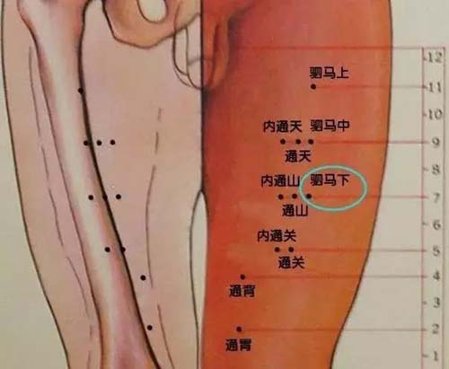 驷马