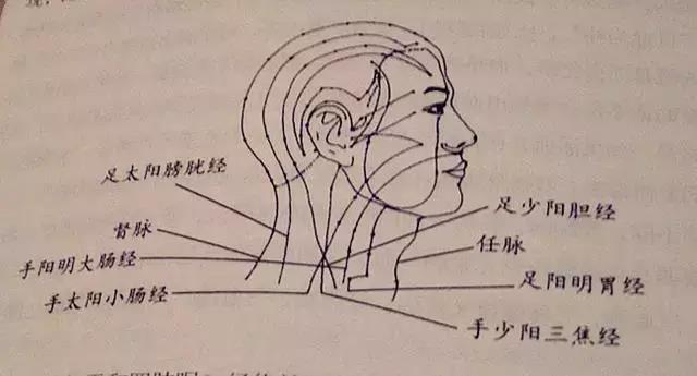 督脉，任脉