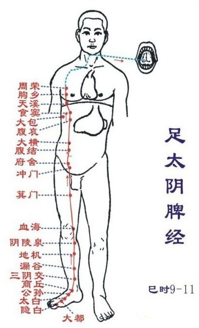 脾经