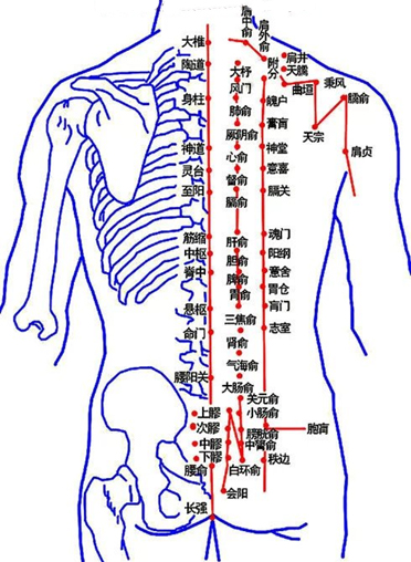 人体穴位