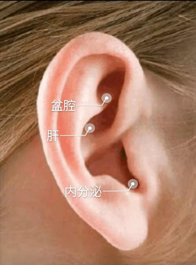肝、内分泌、盆腔