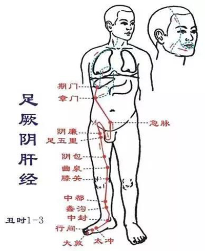 肝经的循行线路图