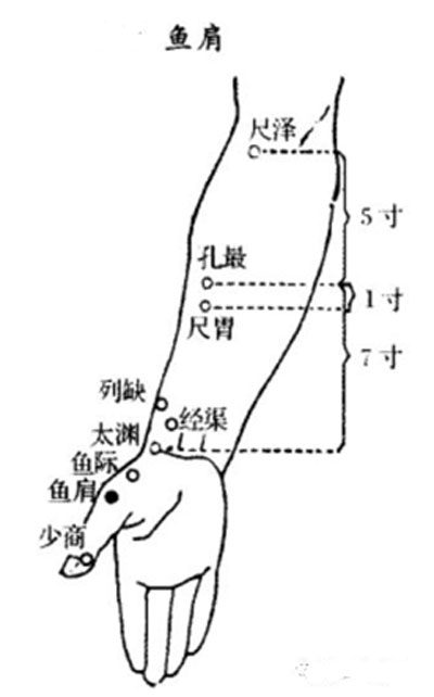 鱼肩