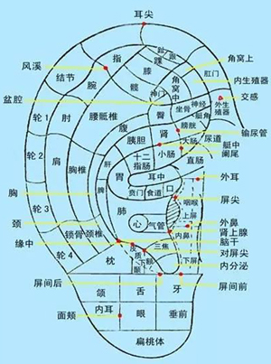 耳穴