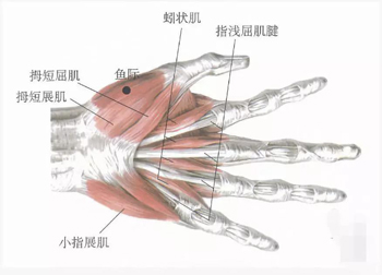 鱼际穴