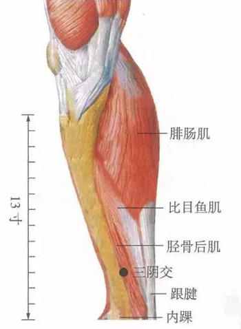 三阴交