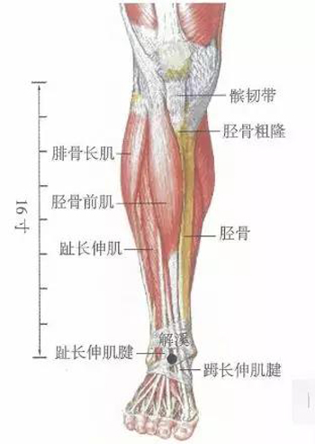 解溪穴