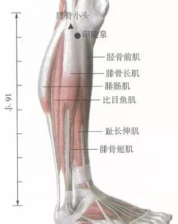 阳陵泉