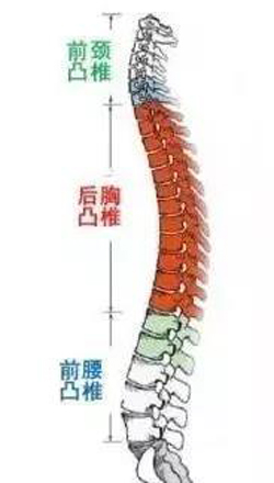脊椎