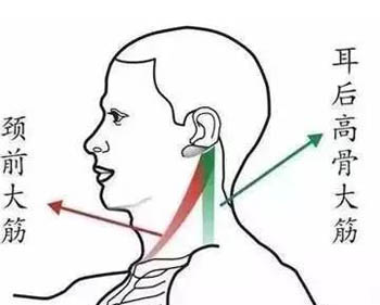 颈前大筋