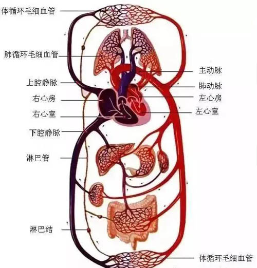 人体经络图