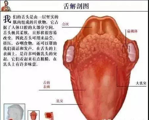 舌解剖图